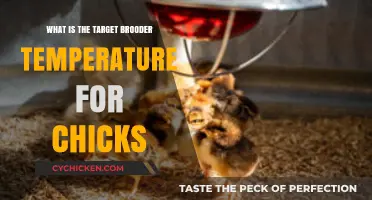 Optimal Brooder Temperature for Healthy and Happy Baby Chicks