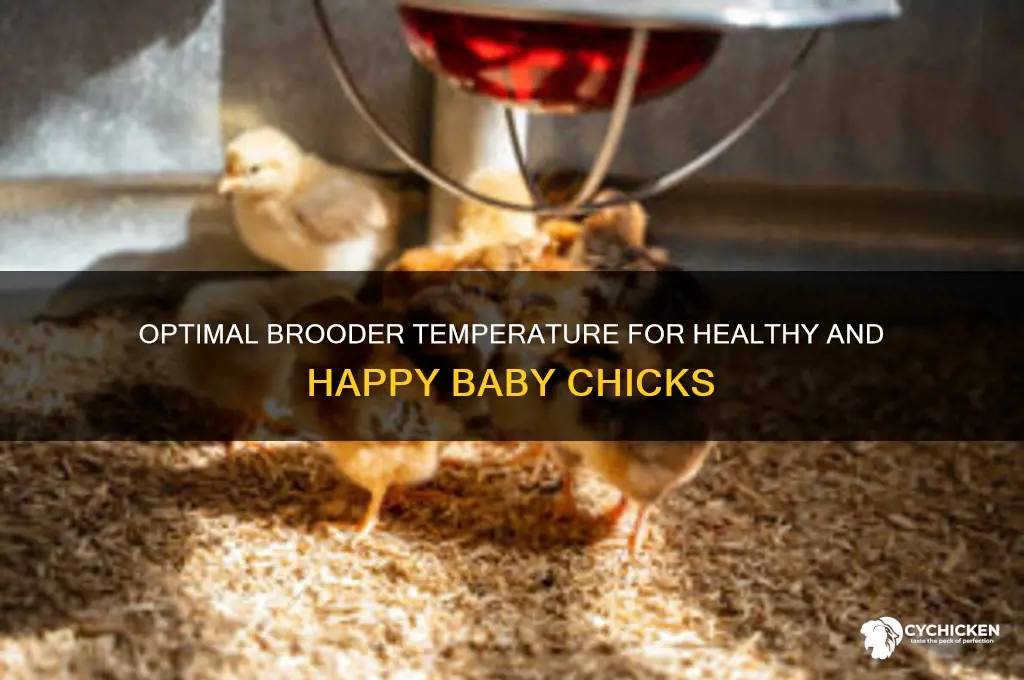 what is the target brooder temperature for chicks