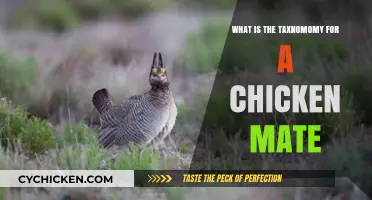 Understanding the Scientific Taxonomy of a Chicken's Mate: Gallus gallus domesticus