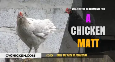 Understanding the Taxonomy of a Chicken Matt: A Comprehensive Guide