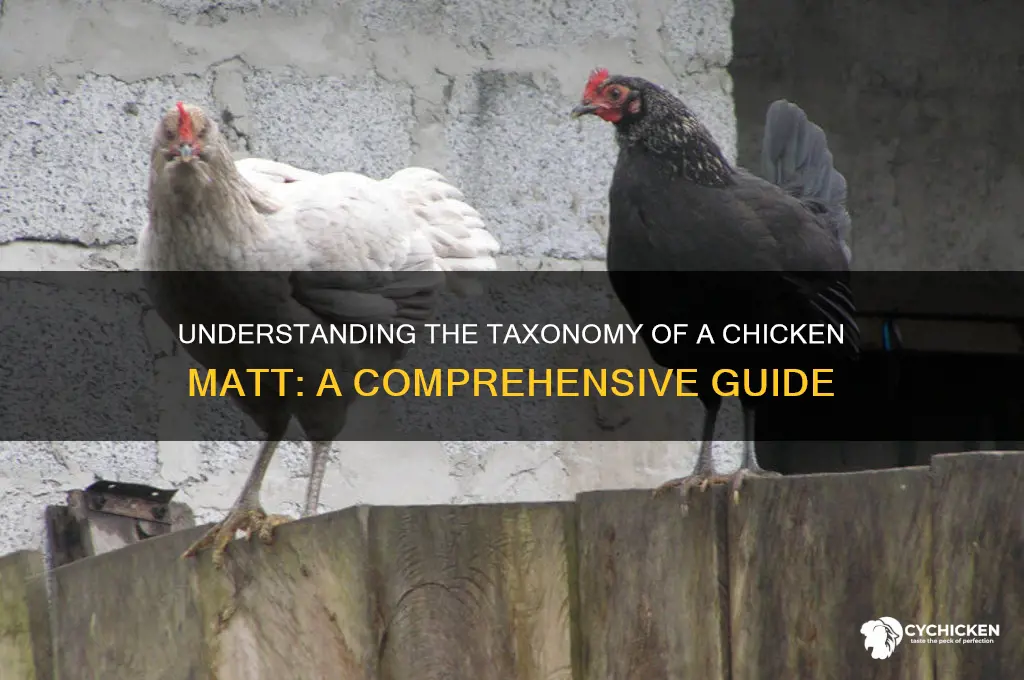 what is the taxnomomy for a chicken matt