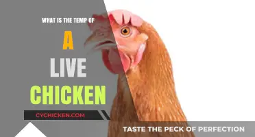 Understanding the Normal Body Temperature of a Live Chicken
