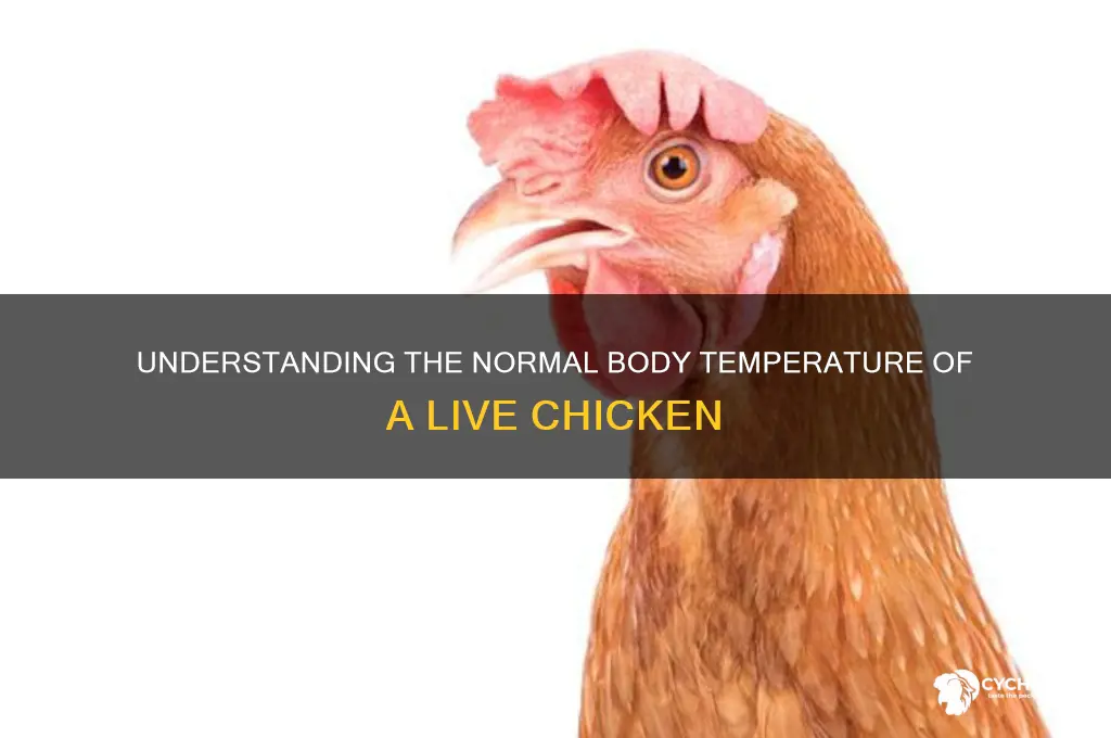what is the temp of a live chicken