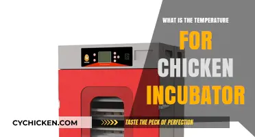 Optimal Chicken Incubator Temperature Guide for Successful Hatching