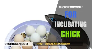 Optimal Incubation Temperature for Hatching Healthy Chicks: A Guide