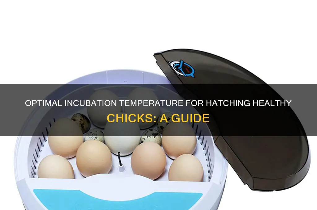 what is the temperature for incubating chick