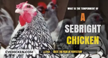 Understanding the Friendly and Active Temperament of Sebright Chickens