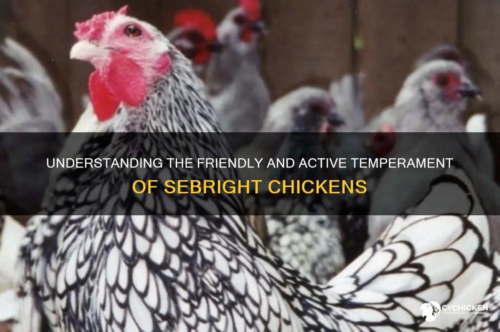 what is the temperment of a sebright chicken