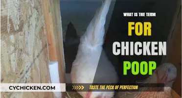 Understanding Chicken Droppings: The Correct Term for Chicken Poop Explained