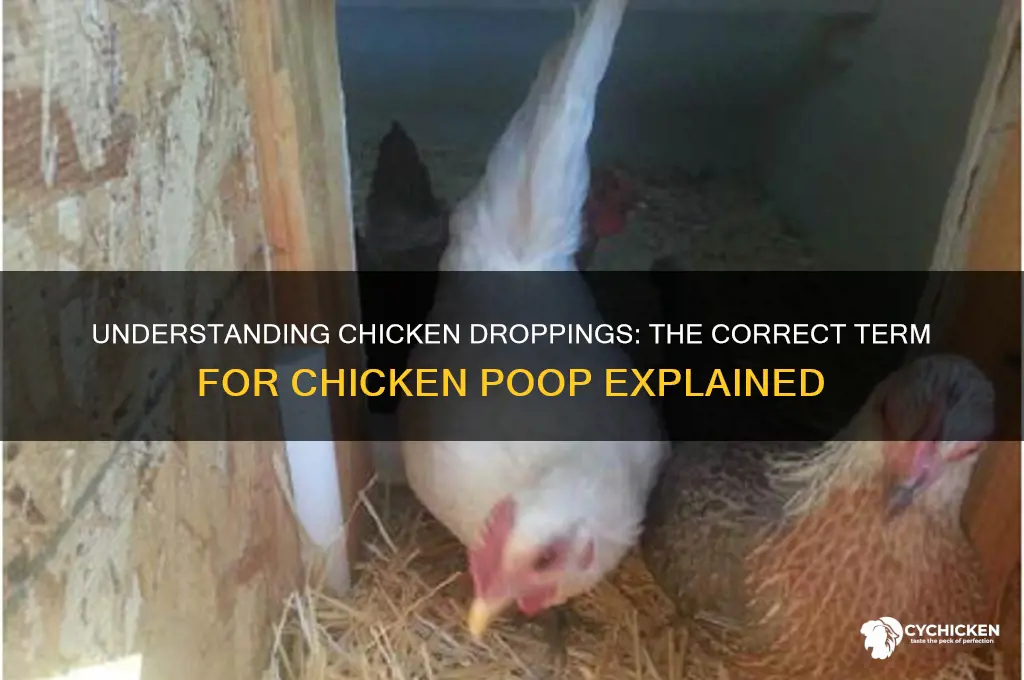 what is the term for chicken poop