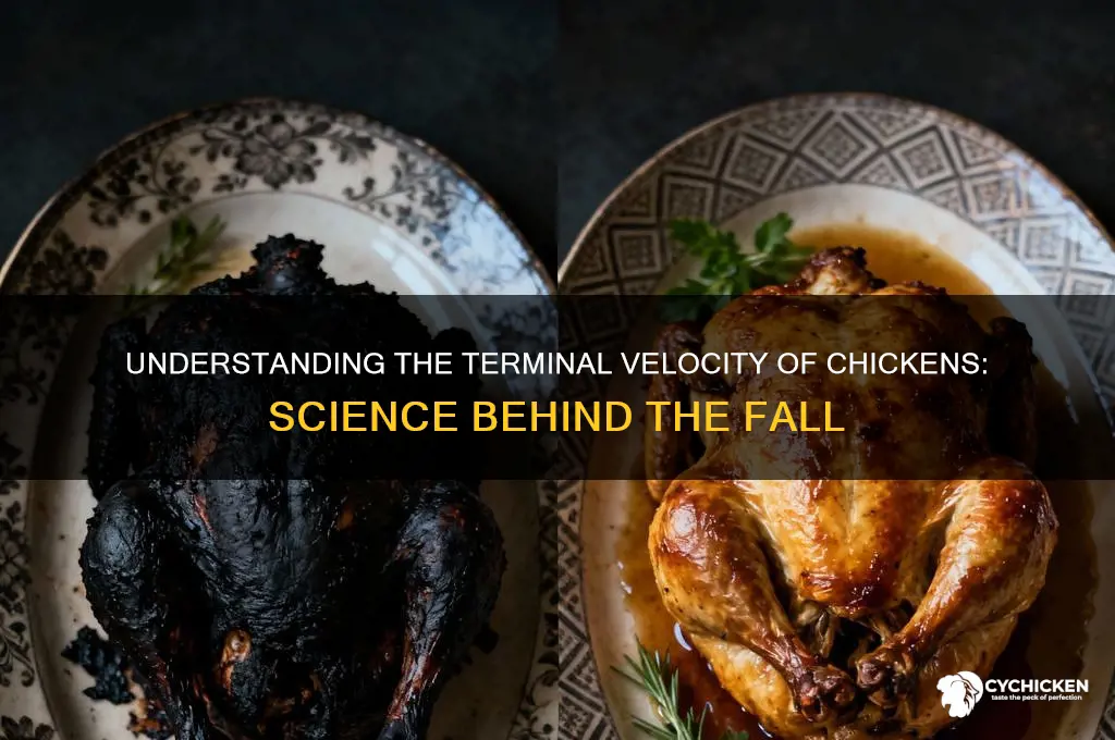 what is the terminal velocity of a chicken