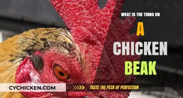 Understanding the Chicken Beak: What’s That Thing and Its Purpose?