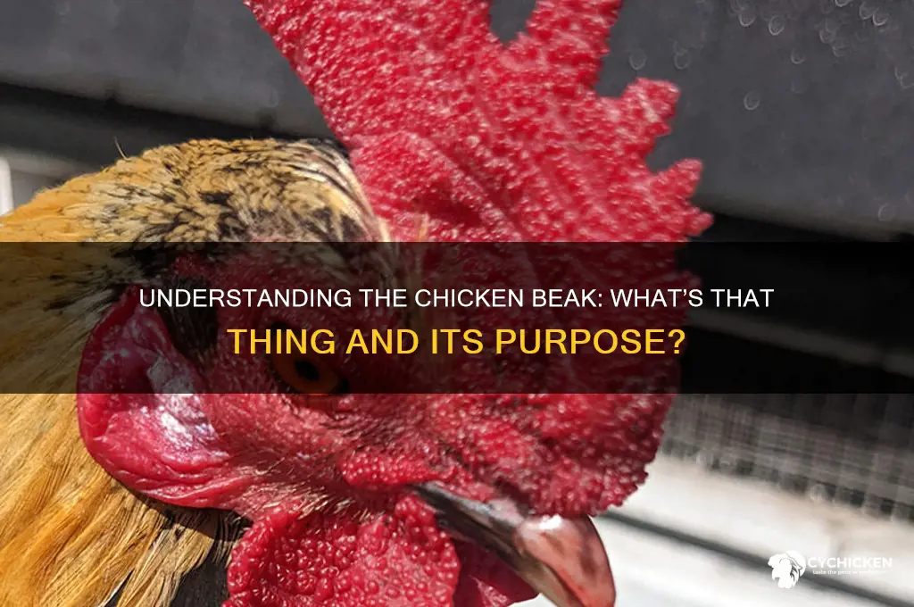 what is the thing on a chicken beak