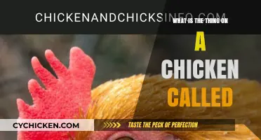 What's That Thing on a Chicken? Unraveling the Mystery