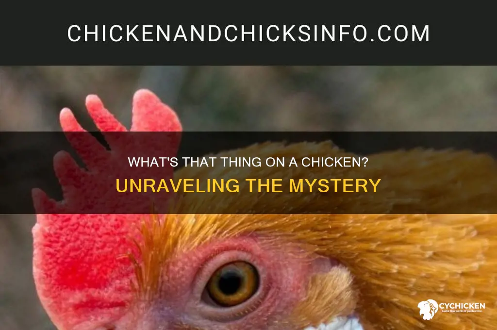 what is the thing on a chicken called