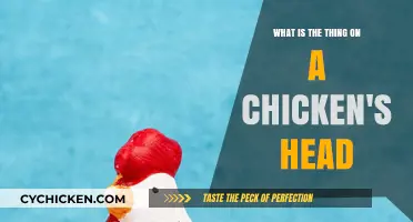 The Crown of the Chicken: What's That Red Thing?