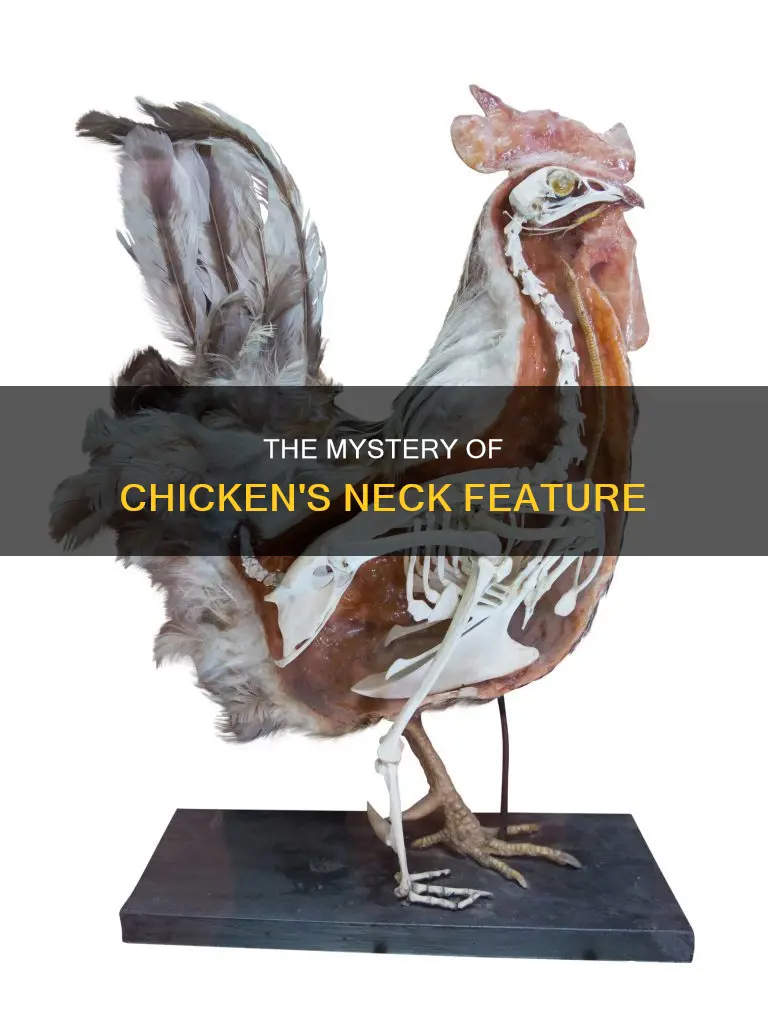 what is the thing on a chicken