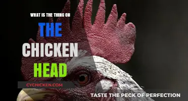 Understanding the Comb: What's That Thing on a Chicken's Head?