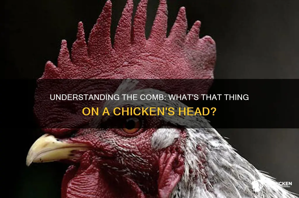 what is the thing on the chicken head