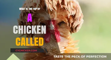 Discovering the Name for the Top of a Chicken: A Quick Guide