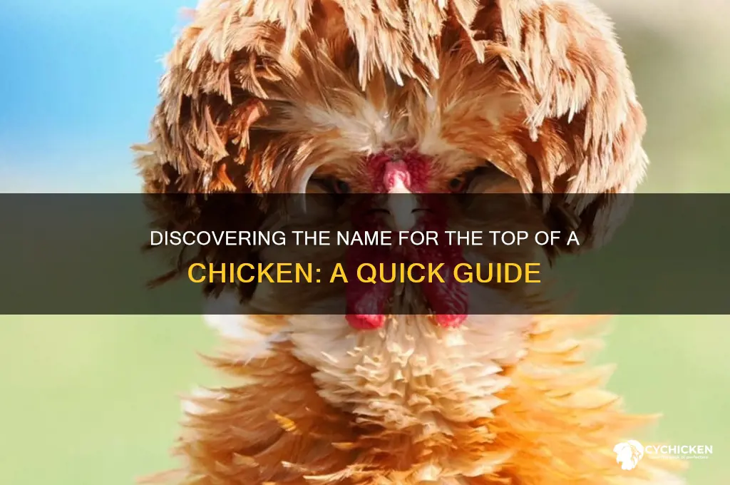 what is the top of a chicken called