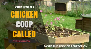 Exploring Poultry Housing: What's the Top of a Chicken Coop Called?