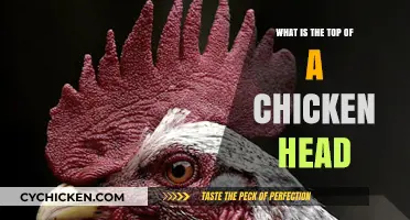 Understanding the Comb: Exploring the Top of a Chicken's Head