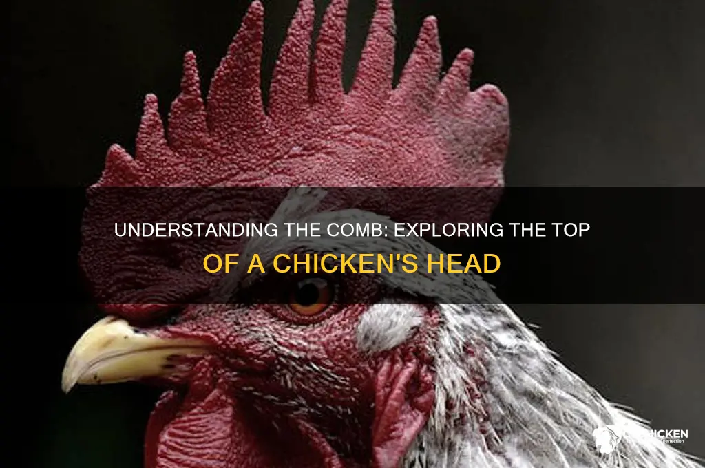 what is the top of a chicken head