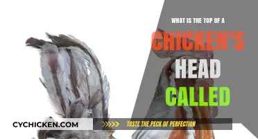 The Crown of a Chicken: What's It Called?