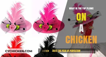 Understanding the Top Plume: A Chicken's Unique Crest Feature Explained