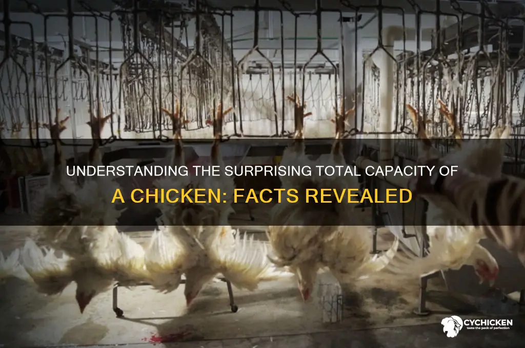 what is the total capacity of a chicken