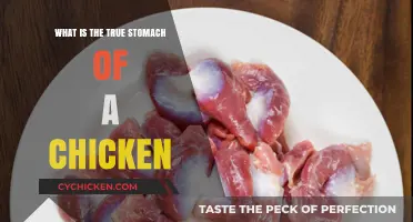 Unveiling the True Stomach: A Deep Dive into Chicken Anatomy