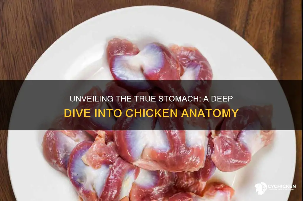 what is the true stomach of a chicken