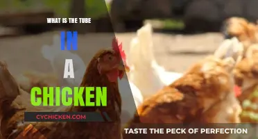 Understanding the Tube in a Chicken: Function and Importance Explained