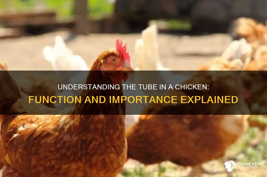 what is the tube in a chicken