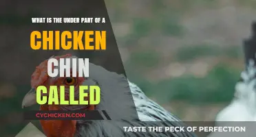 The Chicken's Neck: What's Under the Chin?