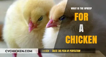 Caring for Your Flock: Essential Chicken Upkeep Tips and Tricks