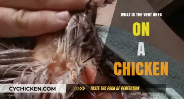 Understanding the Vent Area on a Chicken: Functions and Care Tips