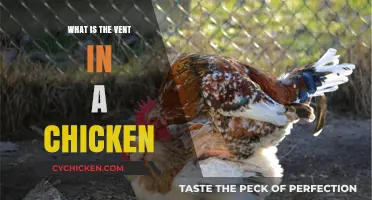 Understanding the Vent in a Chicken: Essential Anatomy Explained