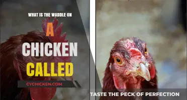 Understanding the Chicken's Waddle: Its Name and Unique Function Explained