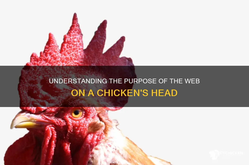 what is the web for on a chicken