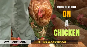 Understanding the Purpose of the Webb on a Chicken: A Guide