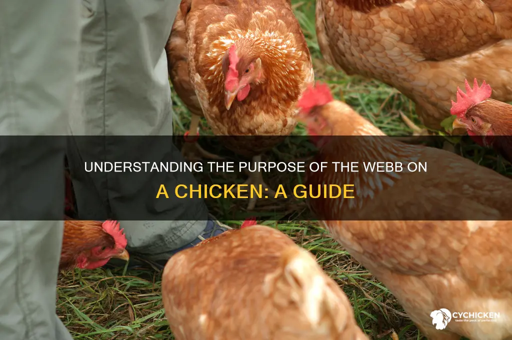 what is the webb for on a chicken