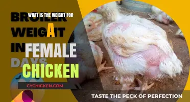 Understanding the Average Weight of a Female Chicken: A Comprehensive Guide