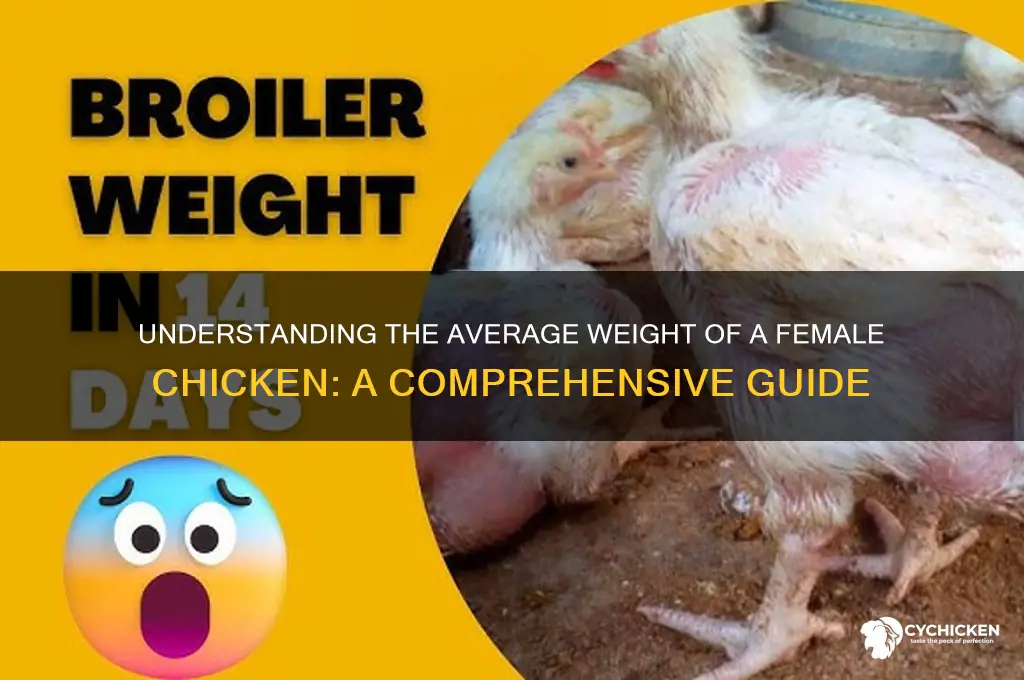 what is the weight for a female chicken