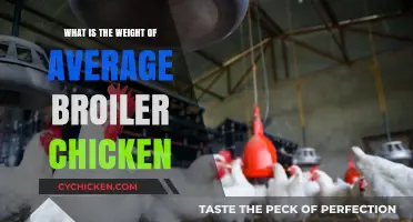 Average Broiler Chicken Weight: Understanding the Standard Measurements