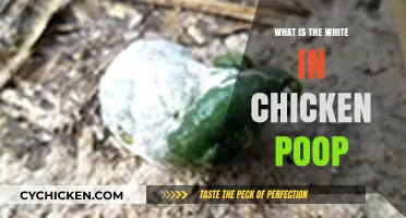 Understanding the White in Chicken Poop: Causes and Concerns