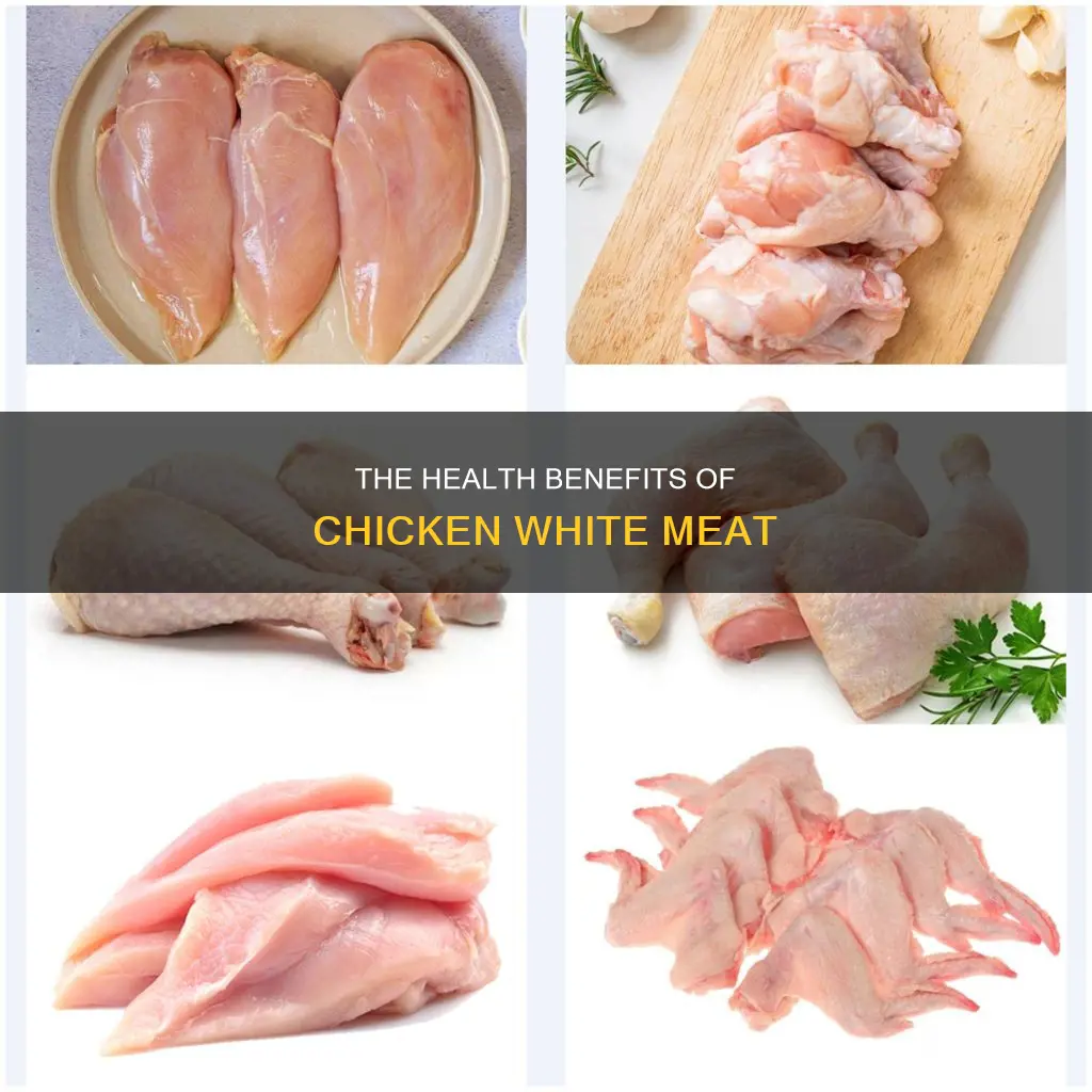 what is the white meat part of a chicken