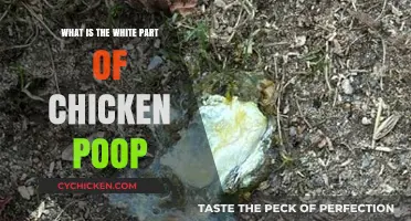 Understanding the White Part of Chicken Poop: Causes and Concerns