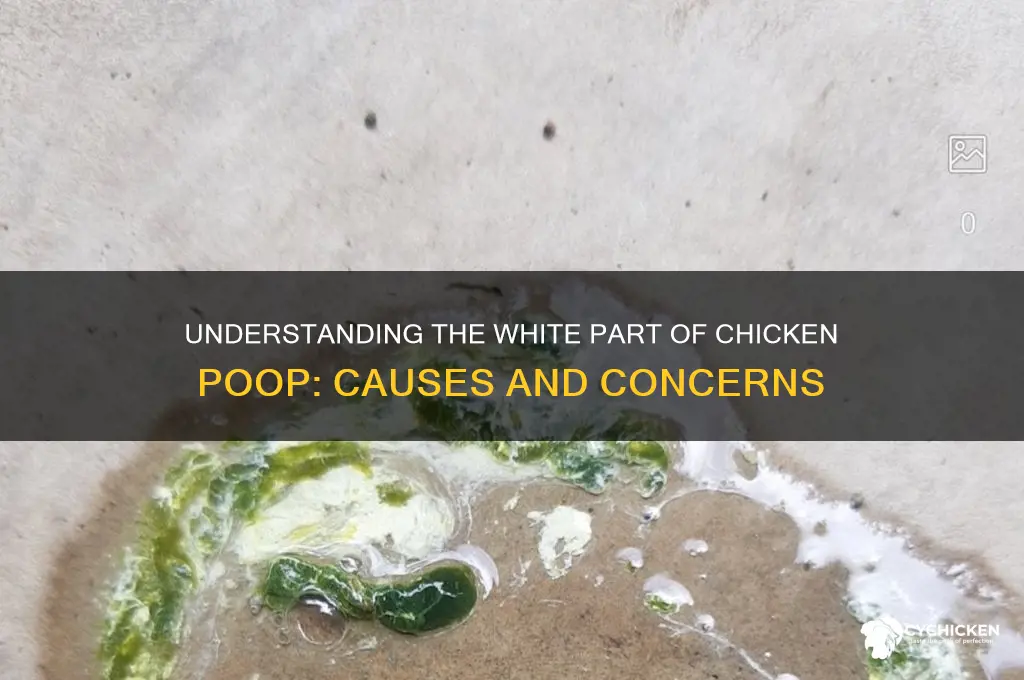 what is the white part of chicken poop